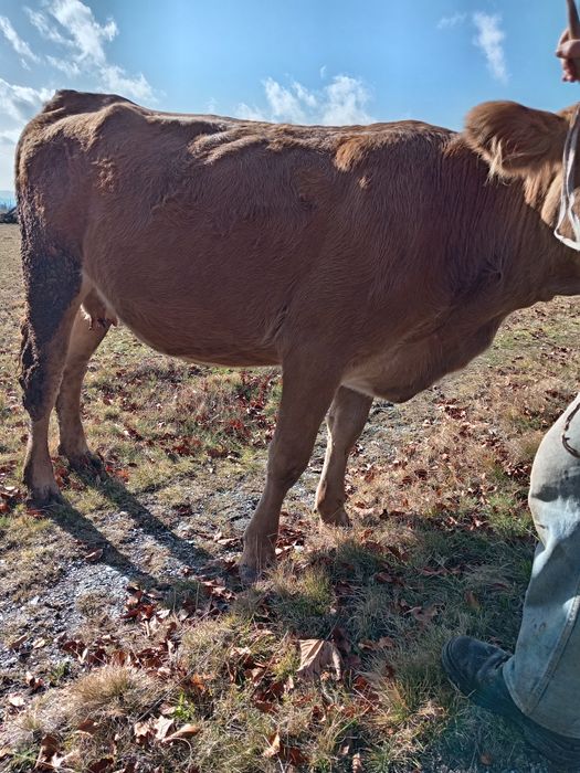 Vând vacă la prima fătare gestantă in 6 luni
