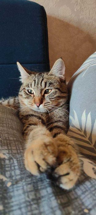 Кошечка бесплатно