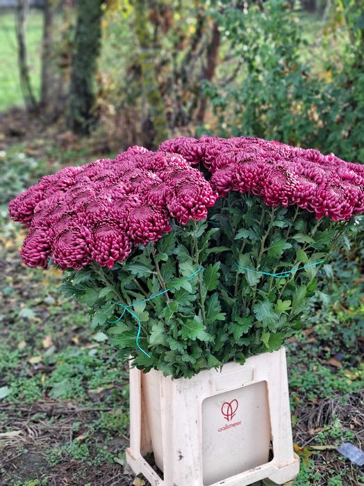 Vand Crizantema en-gros