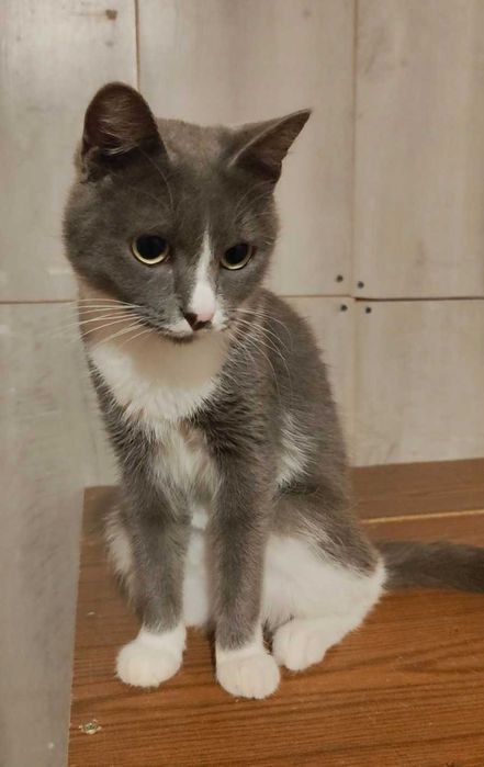 Миниатюрная кошечка ищет дом