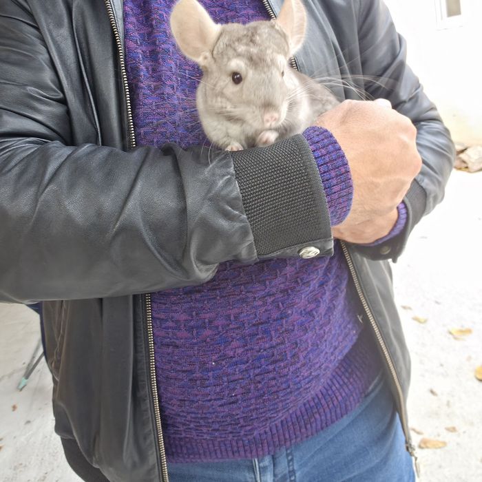 Продам шиншиллу с клеткой