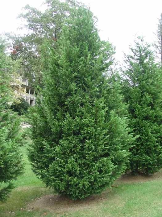 Thuja Smaragd Chiparos leylandii Leylandii auriu Castlevelan Gold
