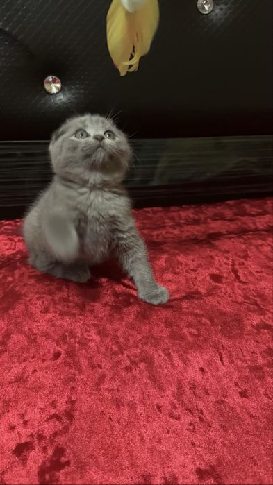 Скотиш фолд Zoti toza