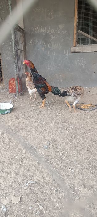 хуроз карис карис тавук шамо тавук сотилади тулакка утди 15ой