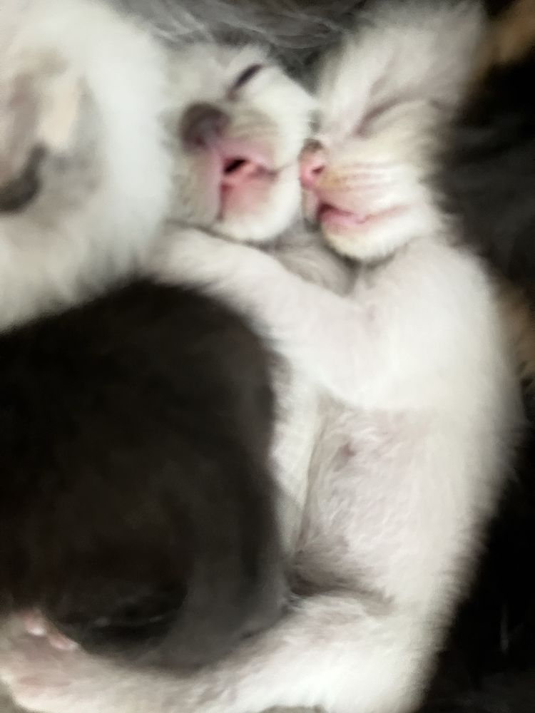 Котята ласковые, игривые по хорошей цене