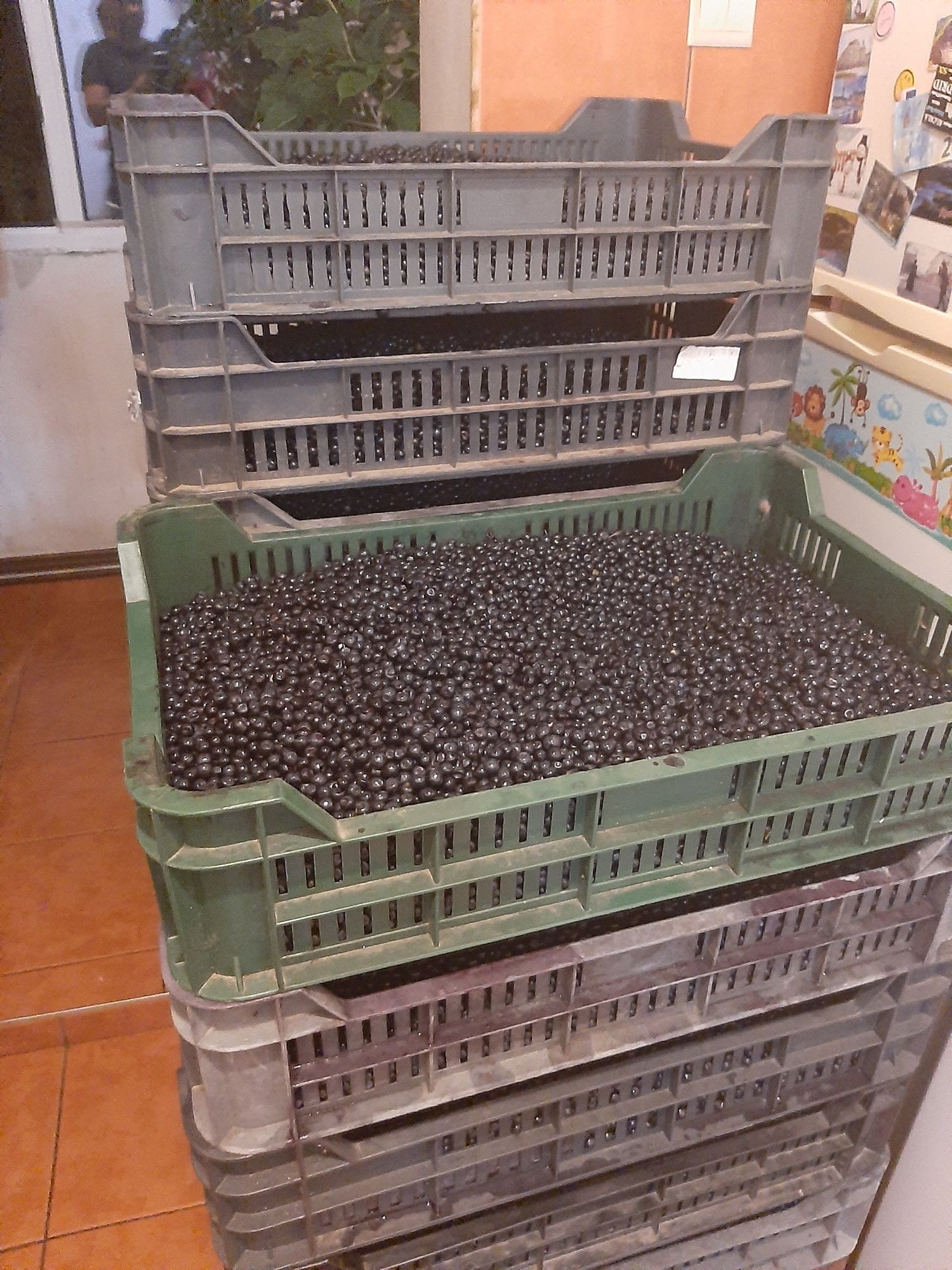 Fructe de padure.Fructteria livrează afine, merisoare, zmeura, capsuni