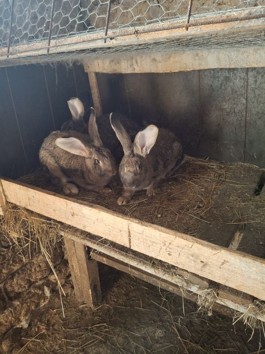 Iepurii de vanzare !