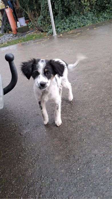 Donez caini vaccinati