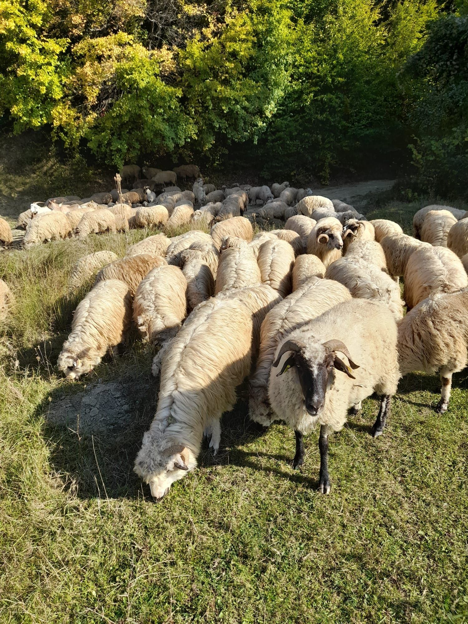 Oi de vanzare,tineret 100 de capete