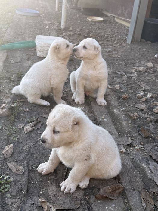 Страхотни кутрета Сао алабай