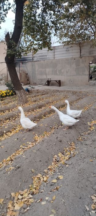 Товук, Хуроз, Гозлар, G'oz, ho'roz, tovuq