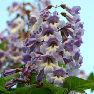 Paulownia Tomentosa (Arborele Printesei)