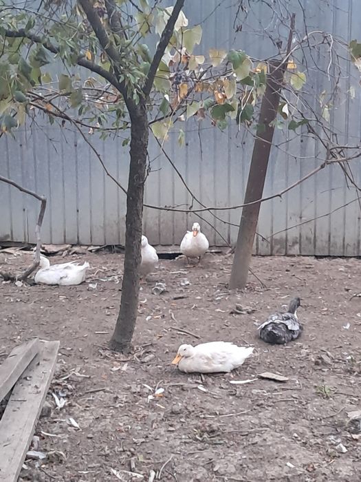 Rațe românești crescute la curte