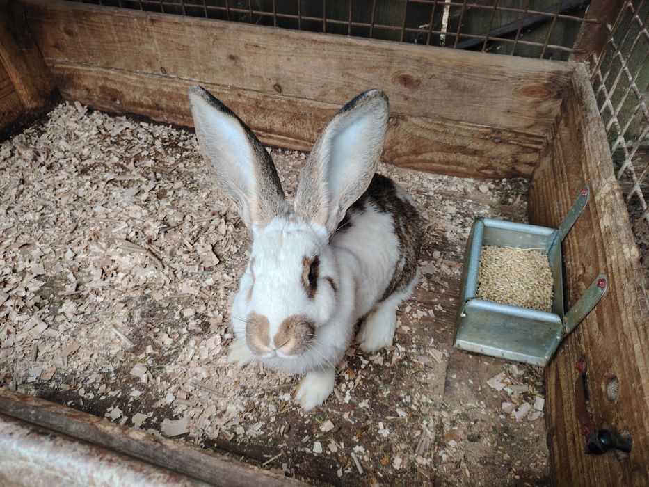 Femelă fluture german