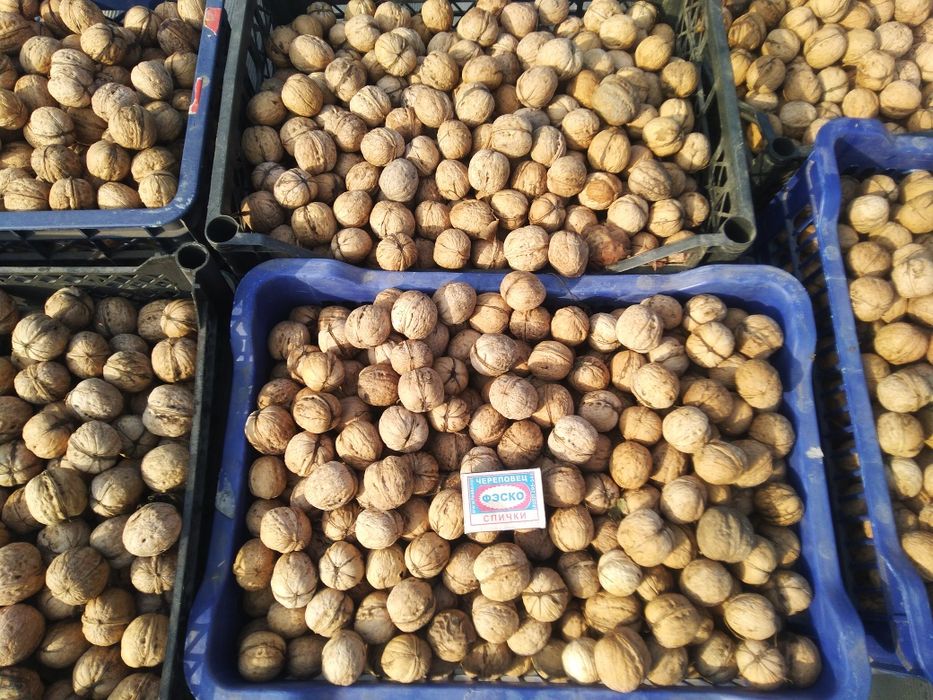 Грецкий орех Новый урожай