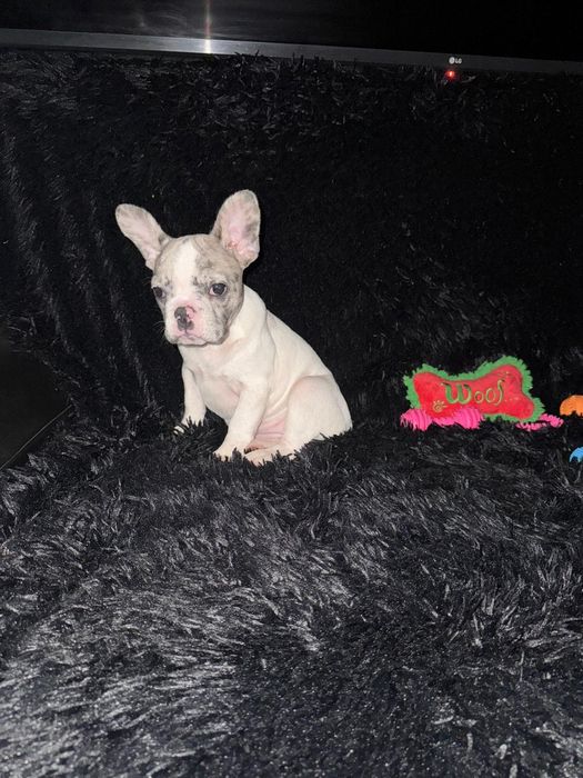 Bulldog Francez Merle Pied