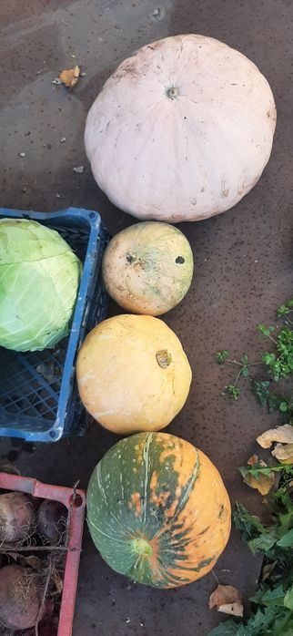 Продам домашние овощи