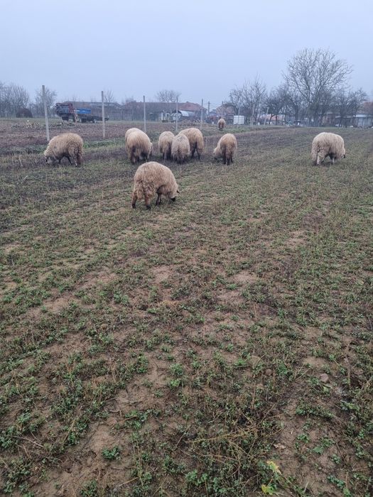 Pachet premium  10 oi