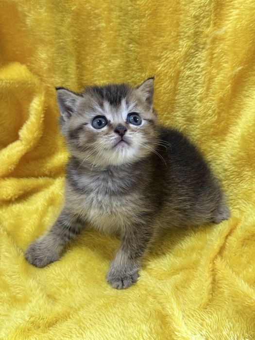 Котята золотые Шиншиллы