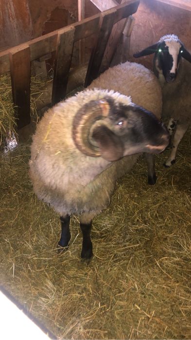 Vaand sau schimb berbec