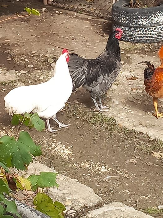 Vand sau schimb cocosi australorp