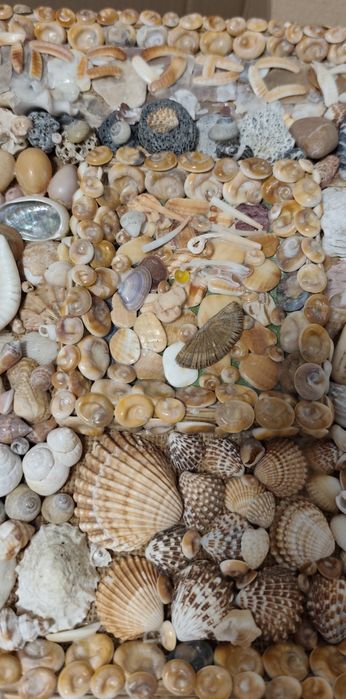 Tablou handmade unicat decorativ realizat din scoici,melci, cochilii