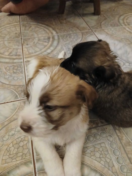 Dau spre adoptie 2 catei