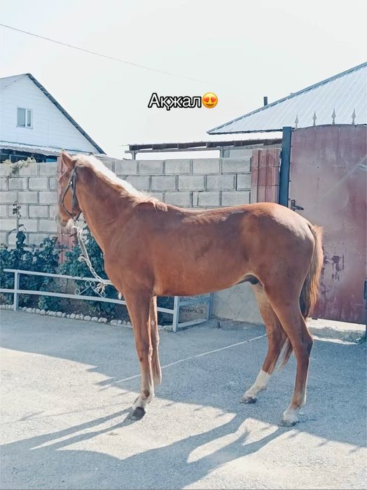 Құнан сатылады су жорға