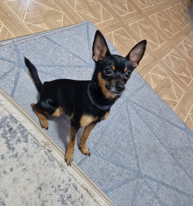 Той терьер вязка