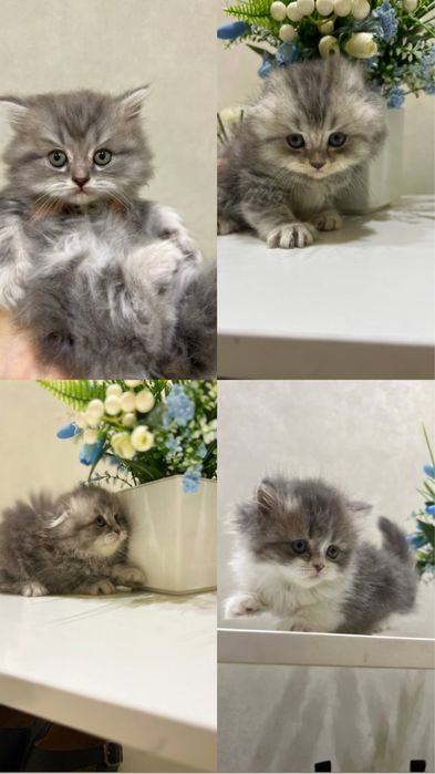 Mushuk bolasi haylnd