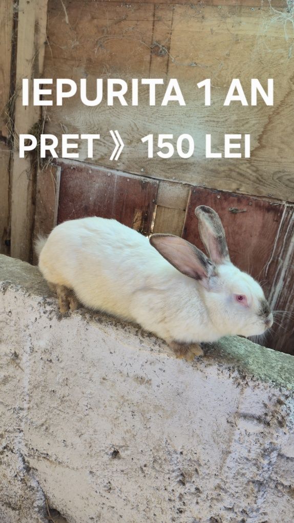 Iepuri Soi Mare Arad
