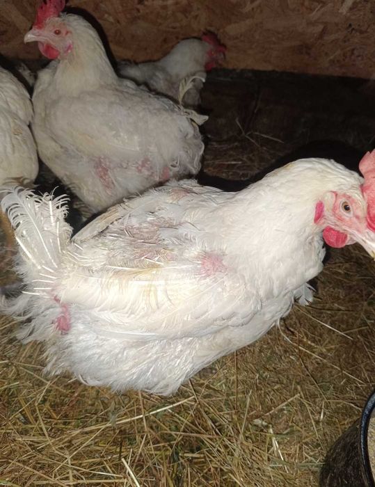 Vând găini albe 4-5 kg