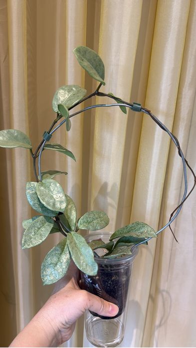 Сортовые хойи. Пот оф голд, вилоза, акута вар, нова хост, латифолия.