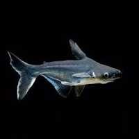 Продам Аквариумную рыбу Акулий Сом длина около 60см