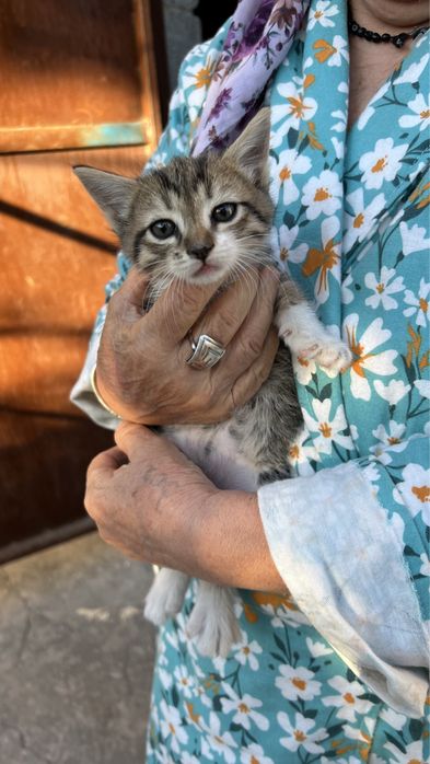 Мышық сатылады