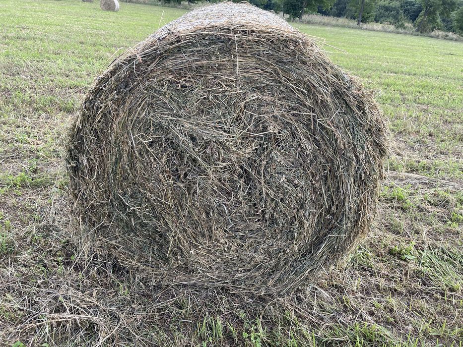 Baloti lucerna tocata infoliati (semifân) și fan din agric. ecologică