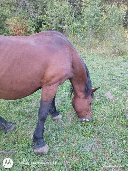 Vând iapă foarte cuminte