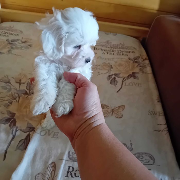 Малтийска болонка