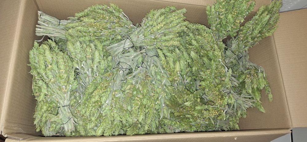 Чай Мурсалски Чай