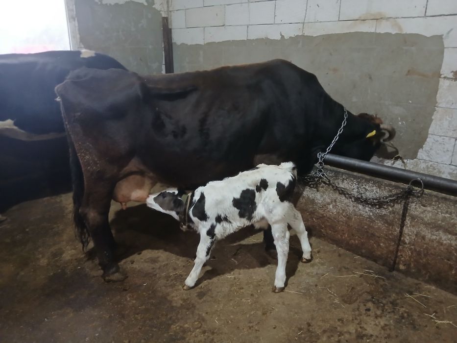 Vand vaca cu vitel