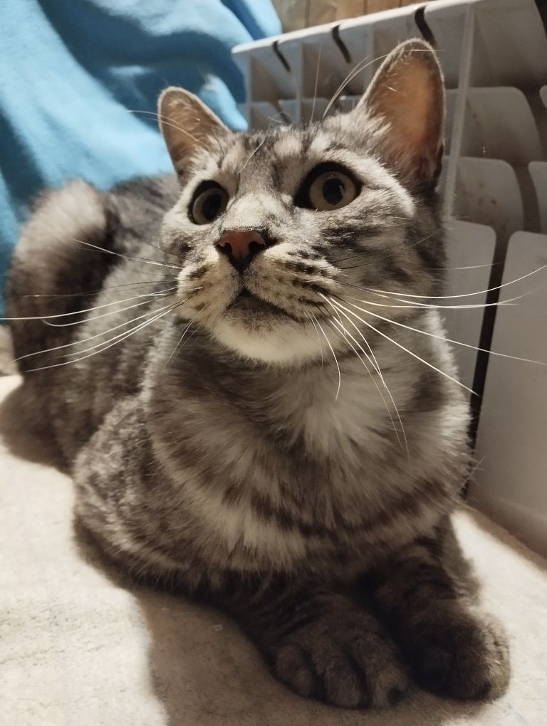 Отдам котика только ответственным