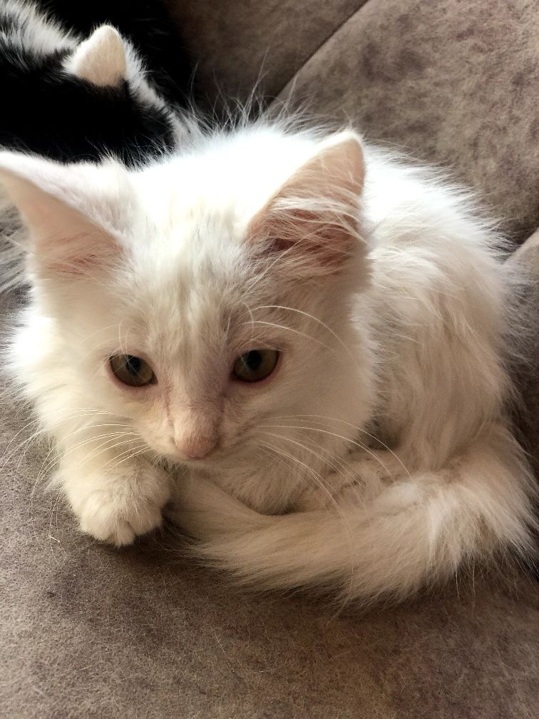 Котик турецкий ангора