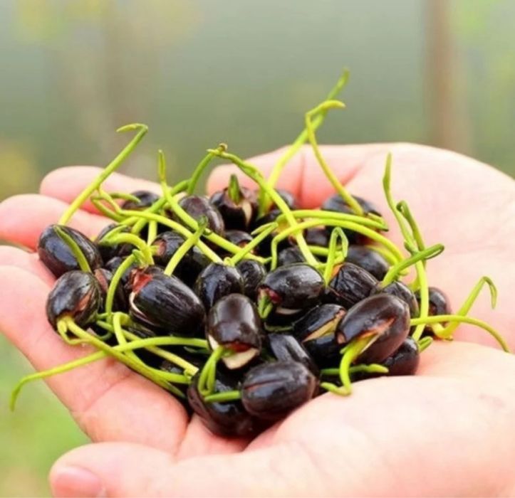 20 bucati de semințe de lotus în miniatură