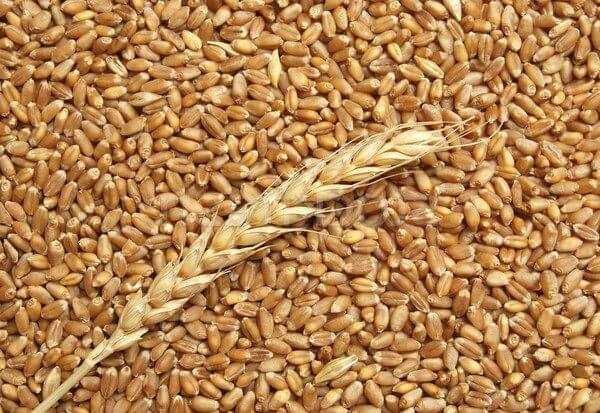 Cereale de vanzare : rapita, floarea soarelui, grau, porumb 2025