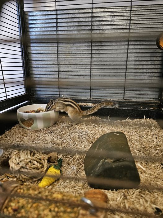 Veverita siberiana mascul