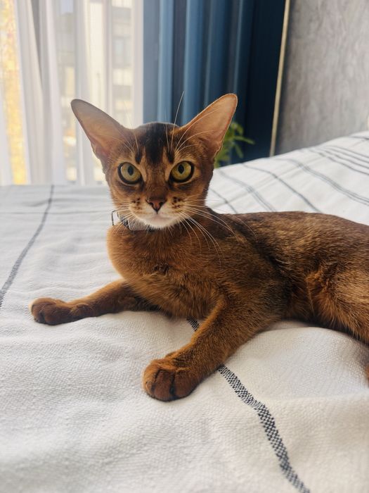 Абисинская кошка 8 месяцев