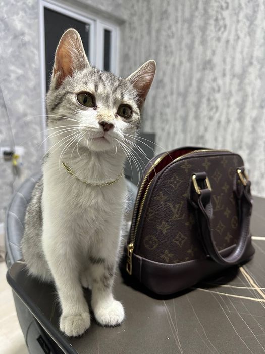 Котенок в добрые руки