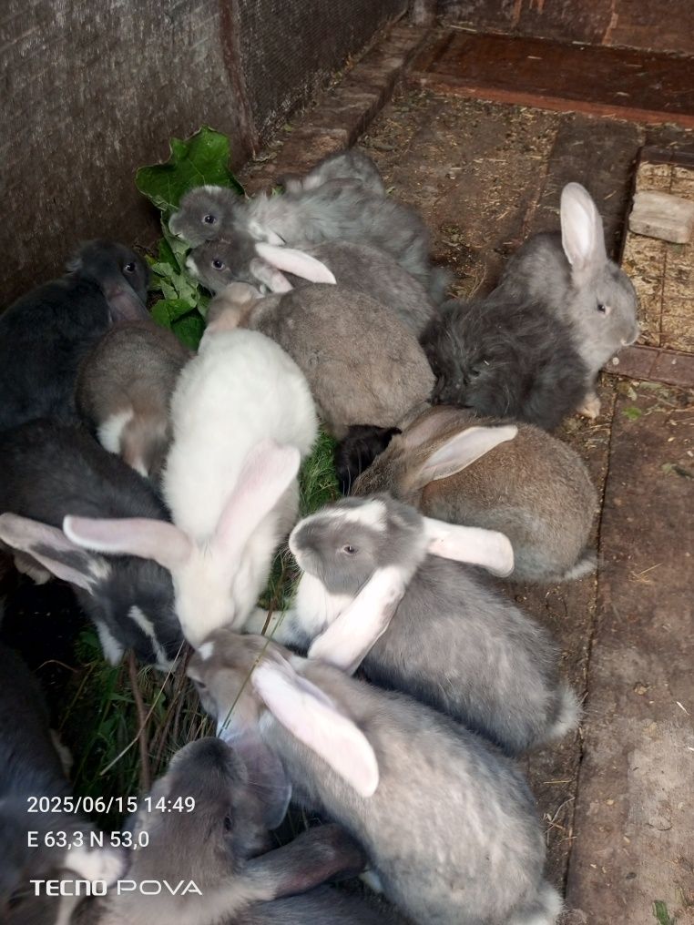 Продам замечательных, милых и добрых крольчат!