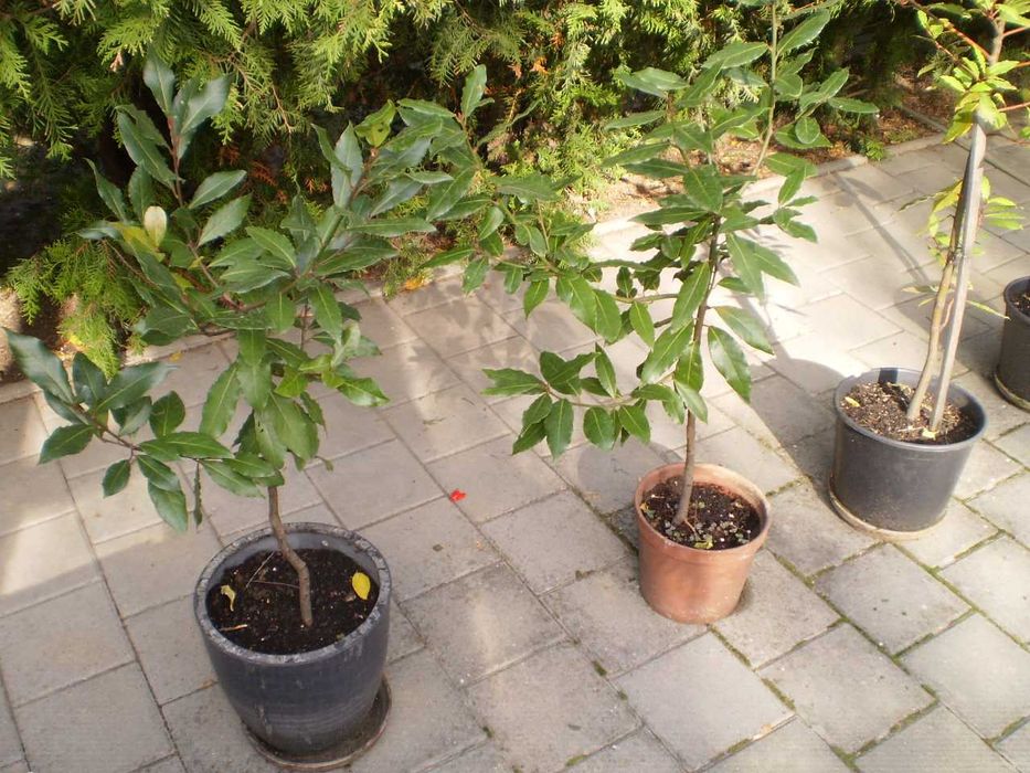 Vand dafini in ghiveci  - inaltime intre 100 -150 cm. Doar in Sibiu