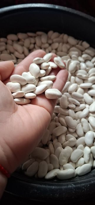 Продам домашнюю фасоль